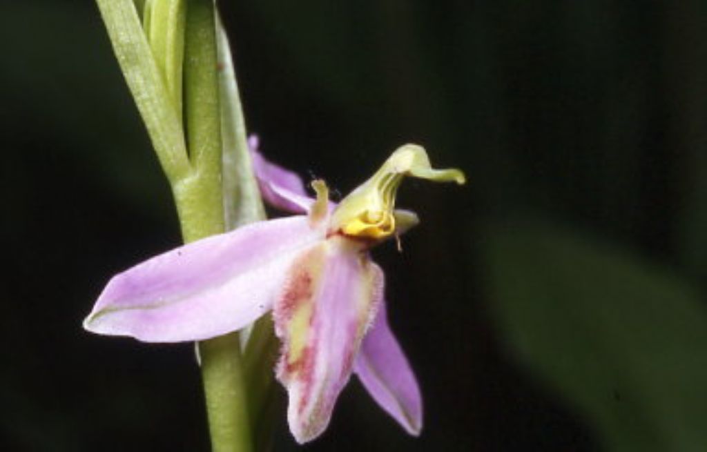 ophrys di cervia